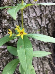 Lysimachia quadrifolia