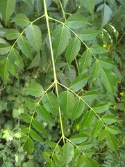 Melia azedarach