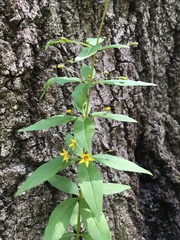 Lysimachia quadrifolia