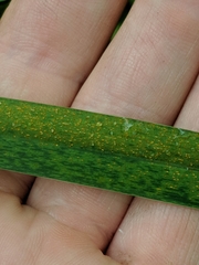 Puccinia coronata