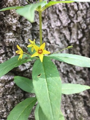 Lysimachia quadrifolia
