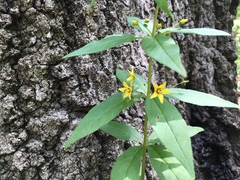 Lysimachia quadrifolia