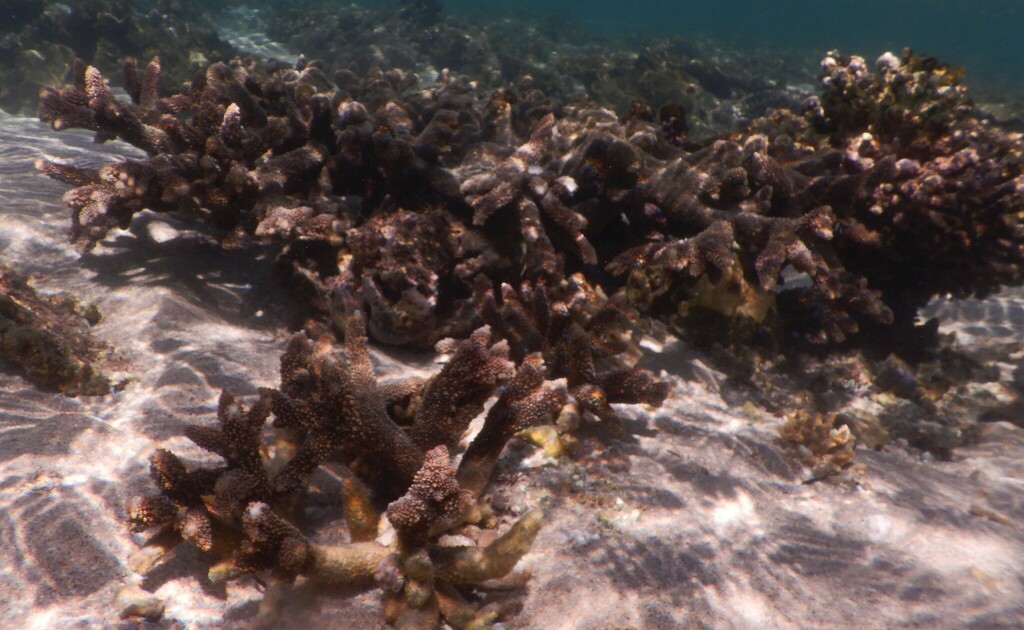 Acropora robusta