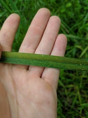 Puccinia coronata
