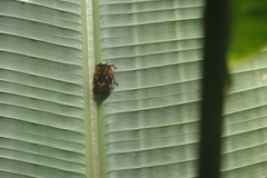 Mahanarva costaricensis