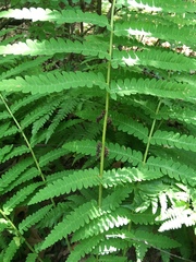 Osmunda claytoniana