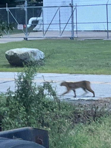Bobcat photographed in Rhode Island