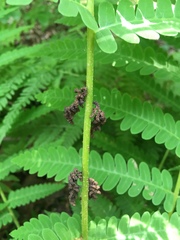 Osmunda claytoniana