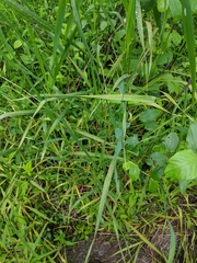 Puccinia coronata