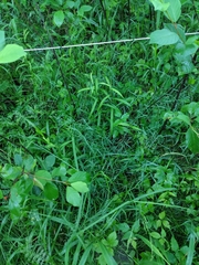 Puccinia coronata