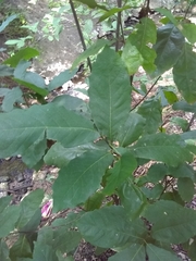 Quercus muehlenbergii