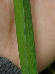 Puccinia coronata