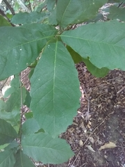 Quercus muehlenbergii