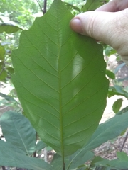 Quercus muehlenbergii