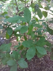 Quercus muehlenbergii