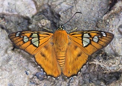 Myscelus epimachia