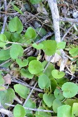 Viola sempervirens
