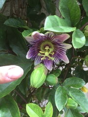 Passiflora alata × caerulea