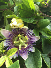 Passiflora alata × caerulea