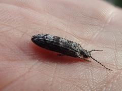 Priacma serrata