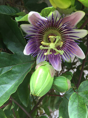 Passiflora alata × caerulea