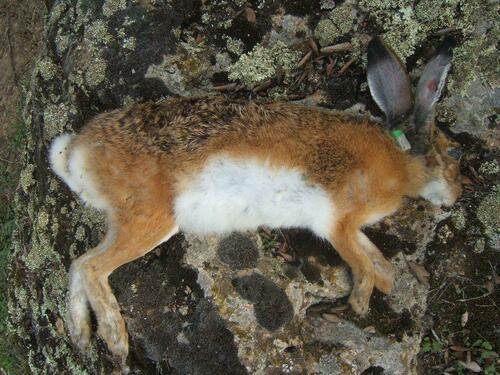 Apennine Hare, Lazio, IT, photo 4 of 10