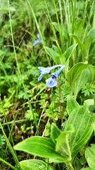 Corydalis cashmeriana, photograph phiroza, CC BY, iNaturalist via GBIF