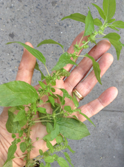 Parietaria pensylvanica