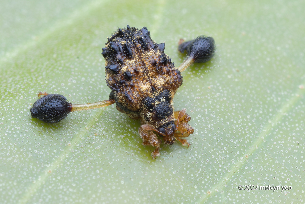 Dinorhopala takahashii