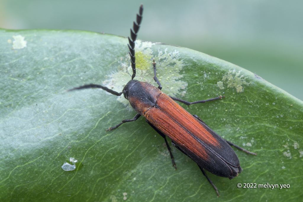 Perakianus