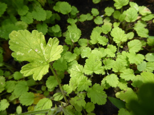 Foto de Malva Cheirosa