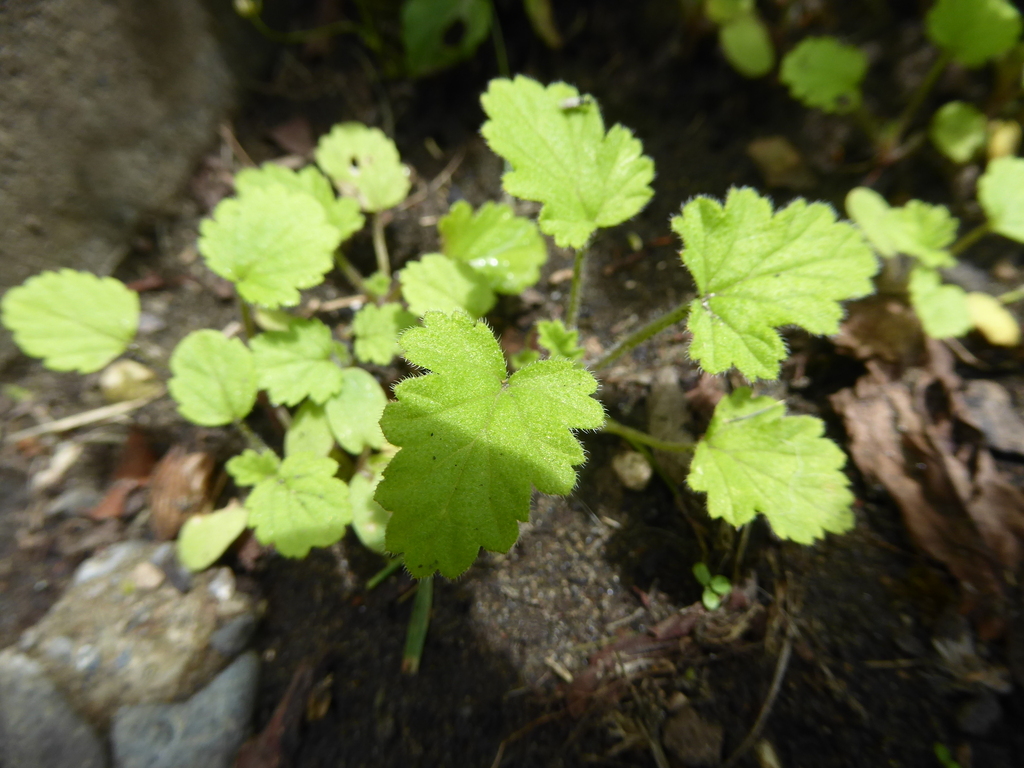 Foto de Malva Cheirosa