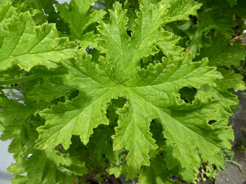 Foto de Malva Cheirosa