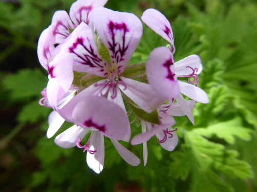 Foto de Malva Cheirosa
