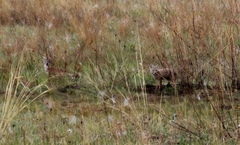 Vulpes corsac
