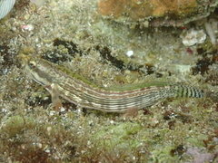 Lined-Tail Blenniella photo 2