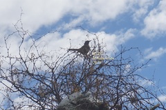 Toxostoma curvirostre