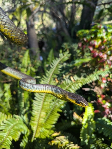 Common Tree Snake sighting