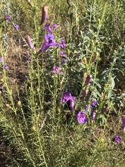 Penstemon heterophyllus