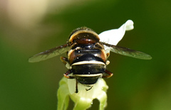 Eristalis cryptarum