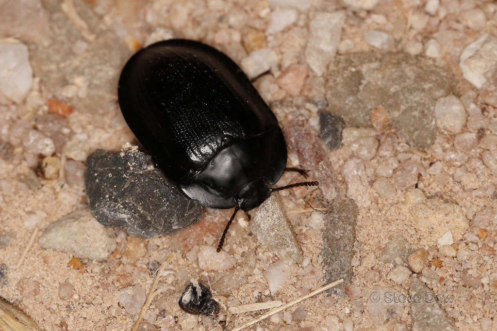 Pterohelaeus walkeri