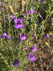 Penstemon heterophyllus