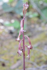 Corallorhiza maculata maculata