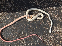 Masticophis taeniatus taeniatus