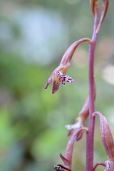 Corallorhiza maculata maculata