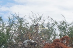 Toxostoma curvirostre