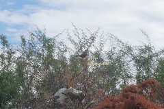 Toxostoma curvirostre