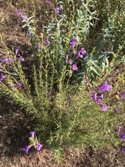 Penstemon heterophyllus