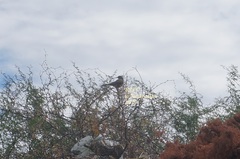 Toxostoma curvirostre