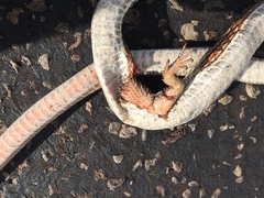 Masticophis taeniatus taeniatus